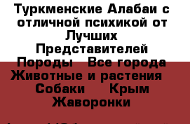 Туркменские Алабаи с отличной психикой от Лучших Представителей Породы - Все города Животные и растения » Собаки   . Крым,Жаворонки